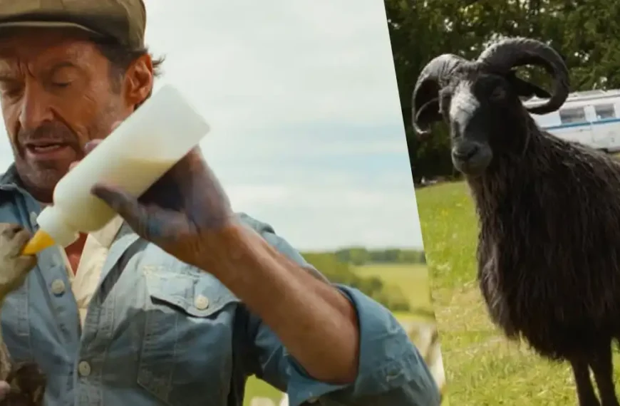 Decoding Hugh Jackman’s Upfront Buyout and The Sheep Detectives Production Budget Math